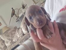 Miniature dachshund puppies