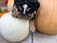English bulldog puppies