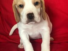 Beagle'i kutsikad