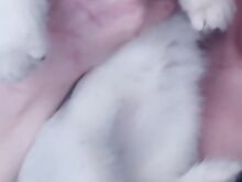 Super ilus scottish fold, hõbešinšilla