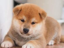 Jaapani shiba inu