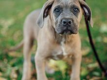Cane Corso kutsikad