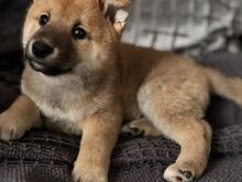 Jaapani Shiba Inu