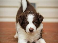 Bordercollie kutsikad