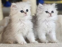 Scottish Straight - Scottish Fold