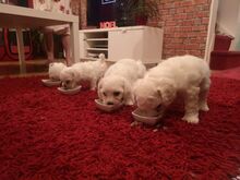 Bichon Frise kutsikad
