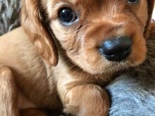 Cavalier King Charles Spanieli kutsikad