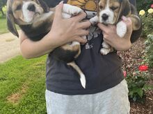 Beagle kutsikad