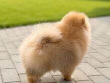 Pomeranian Spits