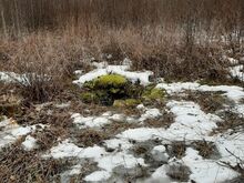 Jaagu kinnistu Läänemaal