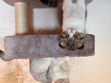 Scottish Fold kassipoeg