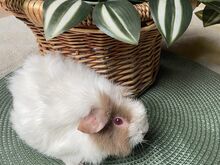 Merisiga
