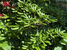 Rododendronid