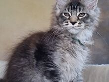 Котята-самцы мейн-кун