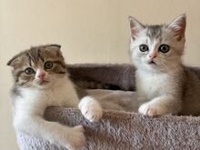 Scottish Fold/Straight kassipojad