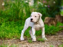 Argentiina dogi/dogo argentino