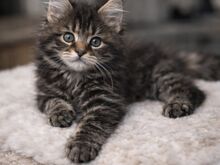 Isane Maine Coon, TICA registreeritud, aktiivne.