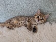 Британский короткошерстный котёнок-мальчик