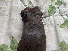 Isane merisiga