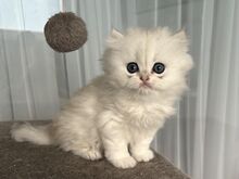 Британские длинношёрстные и короткошёрстные котята