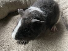 Merisiga