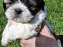 Ideaalsed Shih Tzu kutsikad