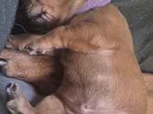 RHODESIA RIDGEBACKI KUTSIKAD SAADAVAL