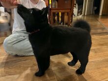 Schipperke kutsikad otsivad uut kodu
