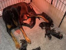 Dobermanni Kutsikad | Kennelklubis Registreeritud.