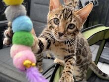 Pedigree Bengal kittens ready now