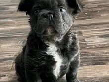 Fluffy frenchies