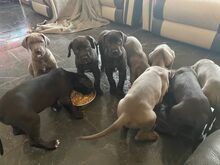 Saksa dogi kutsikad.