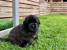 LEONBERGER
