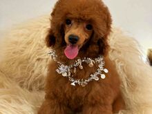 Miniature/ toy poodles (FCI/LKD)