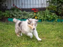 Collie (pikakarvaline)