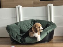 Isane beagle kutsikas