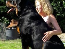 Rottweileri kutsikad