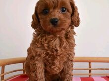 Cavapoo puppies