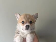 Welsh Corgi Pembroke