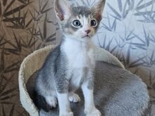 Абиссинские котята