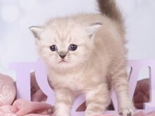 Британский короткошерстный котенок Девочка ❤️