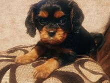 Cavalier King Charlesi spanjeli kutsikad
