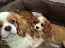Cavalier King Charles spanjeli kutsikad!