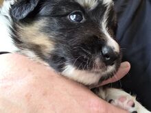 Border Collie Kustikad päris kodu otsingul