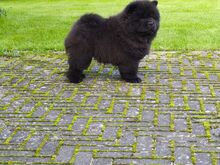 Chow chow kutsikas