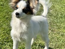 Papillon