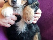 Berni alpi karjakoera kutsikad