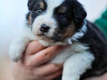 AUSTRALIAN SHEPHERDS
