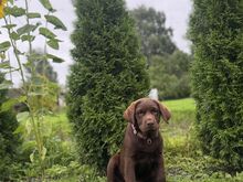 Müüa isane labrador-retriiver tõutunnistusega