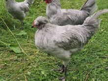 Продаются молодые петухи Араукана